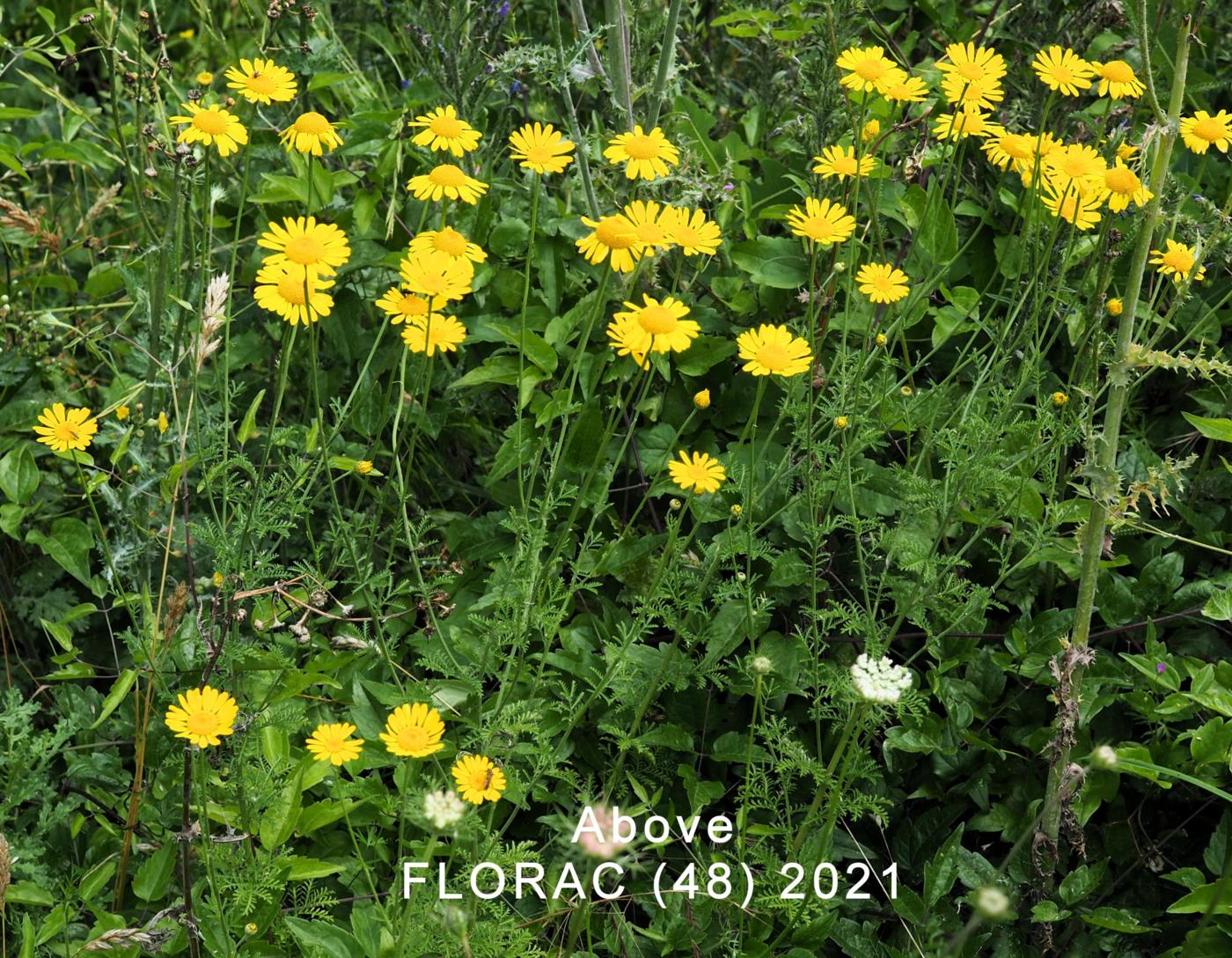 Chamomile, Golden plant